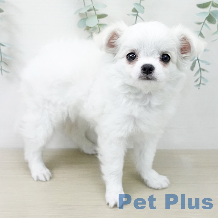 埼玉県のチワワ(ロング) (ペットプラス 与野店/2025年12月19日生まれ/女の子/ホワイトクリーム)の子犬の1枚目の画像