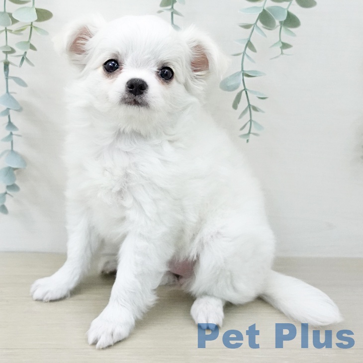 埼玉県のチワワ(ロング) (ペットプラス 与野店/2025年12月19日生まれ/女の子/ホワイトクリーム)の子犬の2枚目の画像