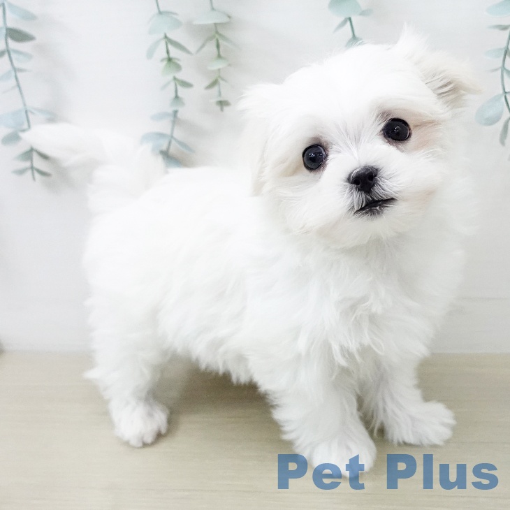 福島県のマルチーズ (ペットプラス イオンタウン郡山店/2025年12月15日生まれ/男の子/ホワイト)の子犬の2枚目の画像