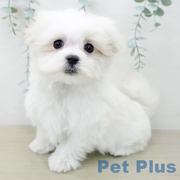 福島県のマルチーズ (ペットプラス 福島店/2025年12月15日生まれ/男の子/ホワイト)の子犬の1枚目の画像