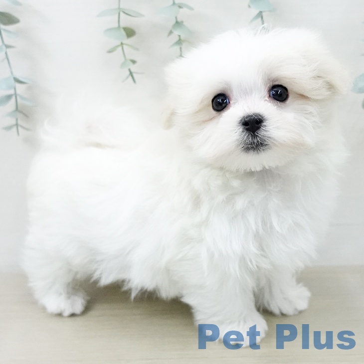 福島県のマルチーズ (ペットプラス 福島店/2025年12月15日生まれ/男の子/ホワイト)の子犬の2枚目の画像