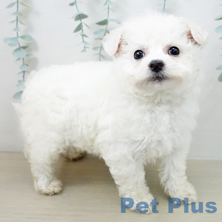 ビション・フリーゼの写真2