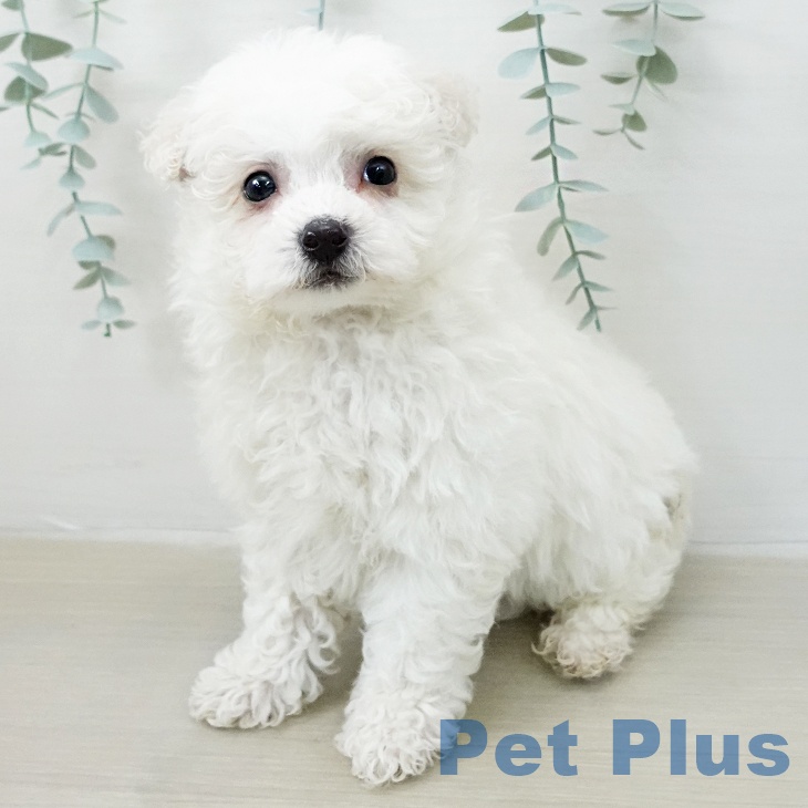 山梨県のビションフリーゼ (ペットプラス 甲府国母店/2025年12月18日生まれ/女の子/ホワイト)の子犬の1枚目の画像