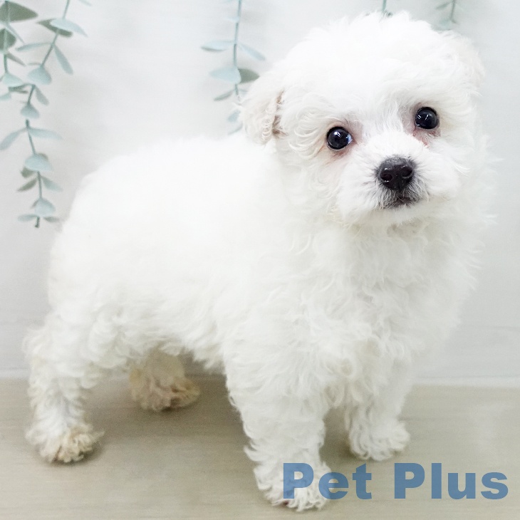 山梨県のビションフリーゼ (ペットプラス 甲府国母店/2025年12月18日生まれ/女の子/ホワイト)の子犬の2枚目の画像