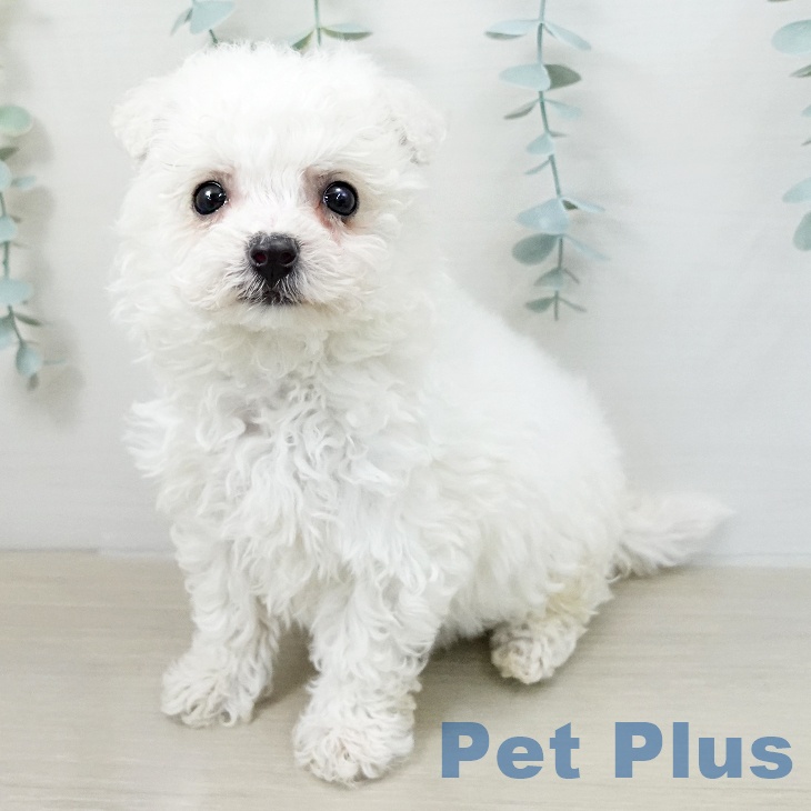 千葉県のビションフリーゼ (ペットプラス 成田店/2025年12月18日生まれ/女の子/ホワイト)の子犬の1枚目の画像