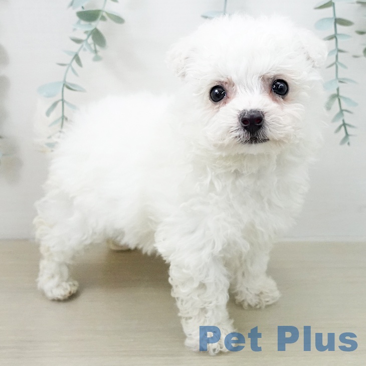 千葉県のビションフリーゼ (ペットプラス 成田店/2025年12月18日生まれ/女の子/ホワイト)の子犬の2枚目の画像