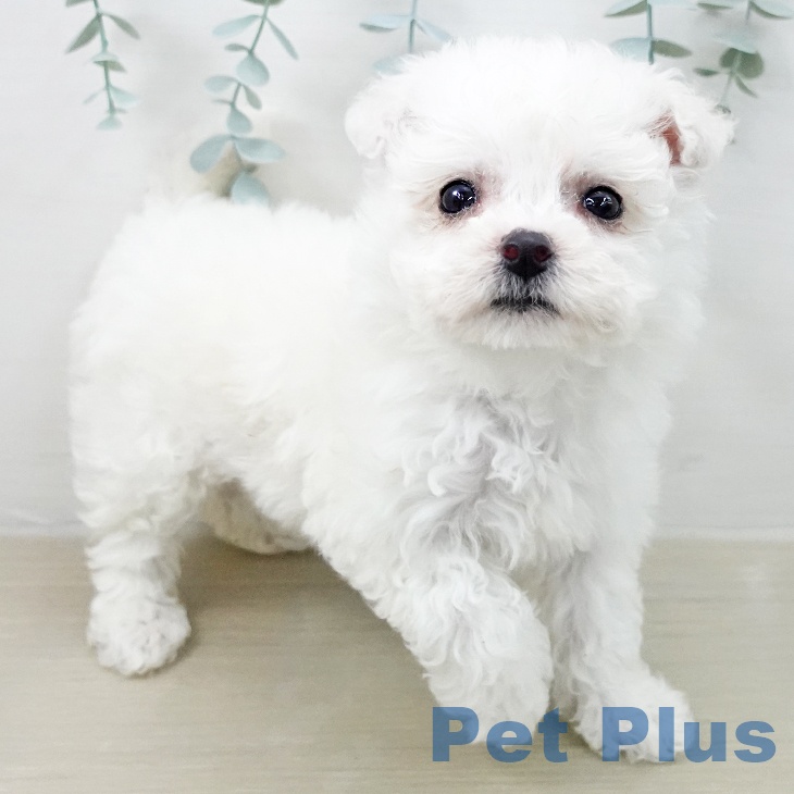 ビション・フリーゼの写真2