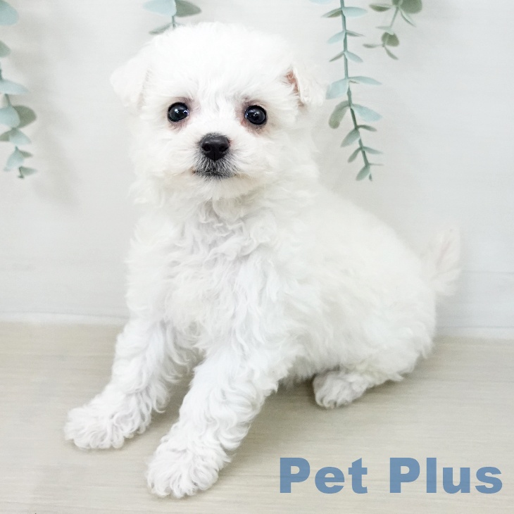 ビション・フリーゼ