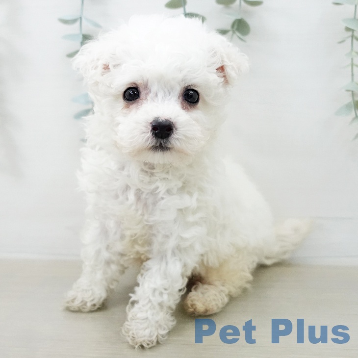 東京都のビションフリーゼ (ペットプラス 板橋店/2025年12月18日生まれ/女の子/ホワイト)の子犬の2枚目の画像