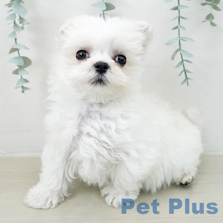 マルチーズの写真2