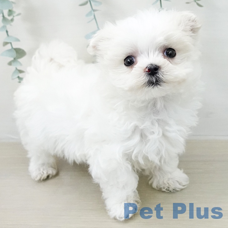 マルチーズの写真2