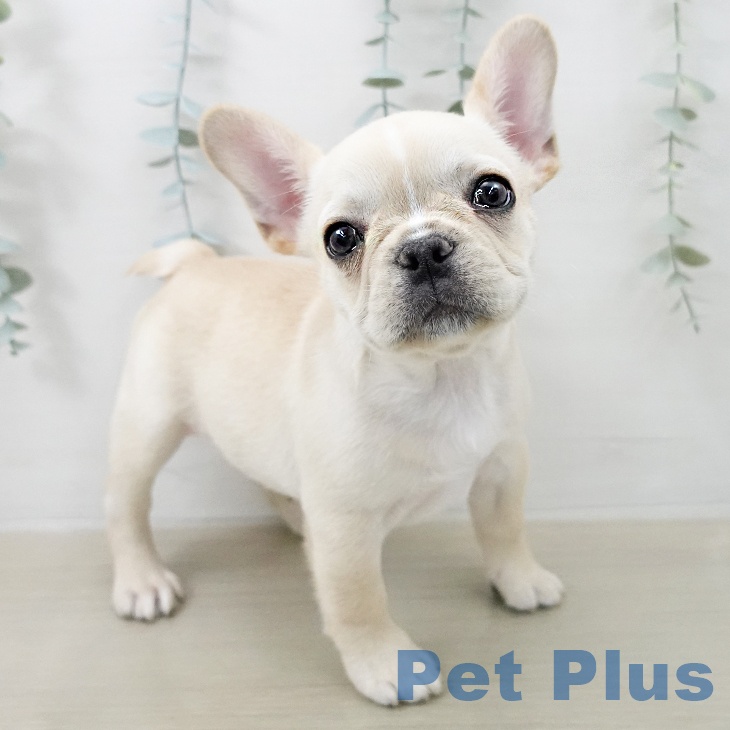 フレンチ・ブルドッグ