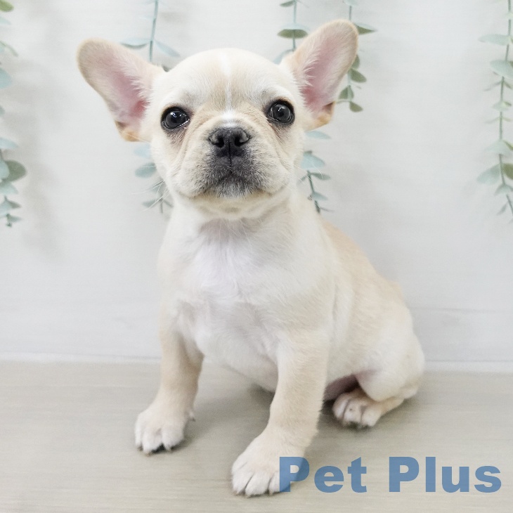 フレンチ・ブルドッグの写真2