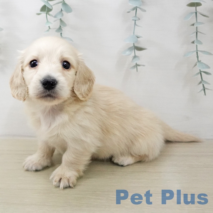 ミニチュア・ダックスフンド