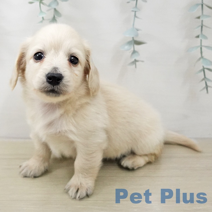 ミニチュア・ダックスフンド