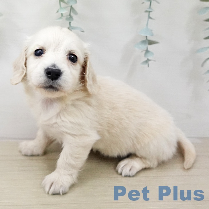 ミニチュア・ダックスフンド