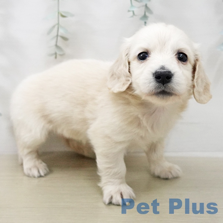 ミニチュア・ダックスフンドの写真2