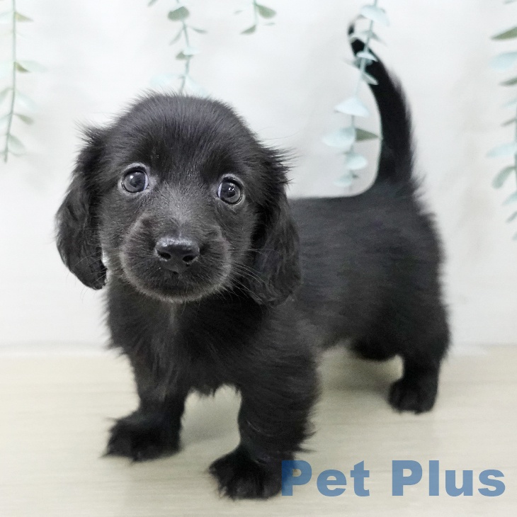 埼玉県のミニチュアダックスフンド(ロング) (ペットプラス コクーンシティ店/2025年12月15日生まれ/女の子/ブラック)の子犬の1枚目の画像