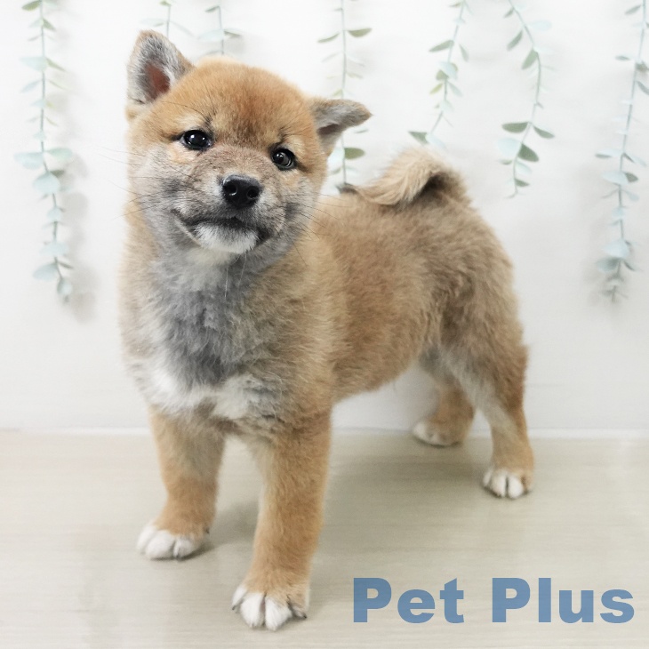 神奈川県の柴犬(標準サイズ) (ペットプラス 川崎ルフロン店/2025年12月20日生まれ/男の子/赤)の子犬の1枚目の画像