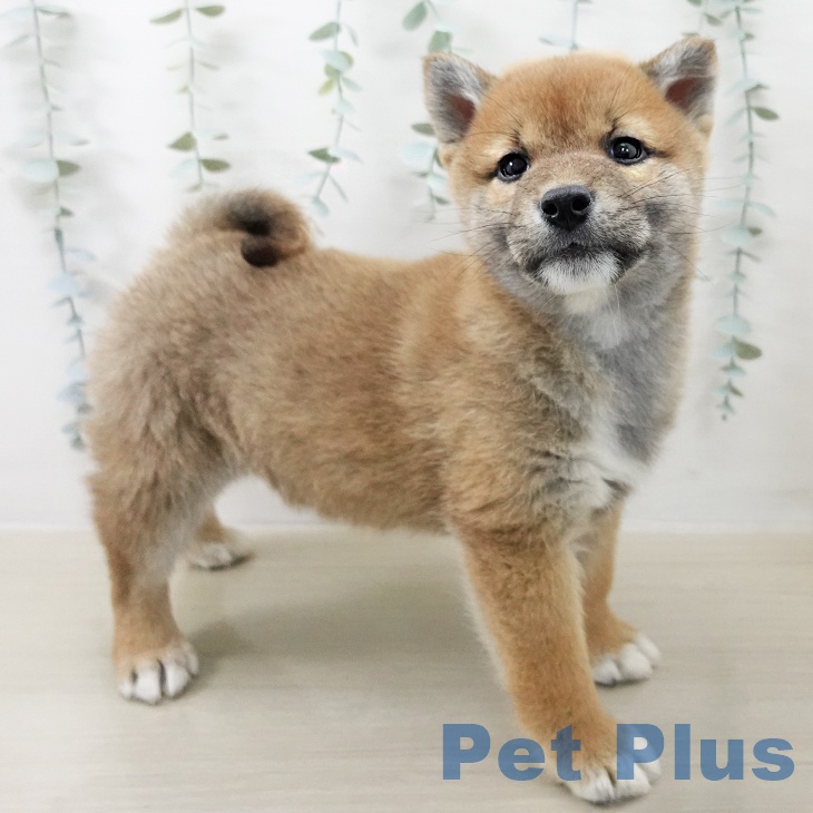 神奈川県の柴犬(標準サイズ) (ペットプラス 川崎ルフロン店/2025年12月20日生まれ/男の子/赤)の子犬の2枚目の画像