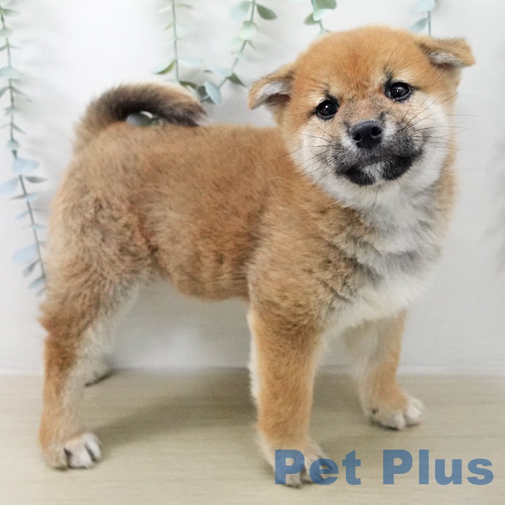 神奈川県の柴犬(標準サイズ) (ペットプラス 天王町店/2025年12月20日生まれ/女の子/赤)の子犬