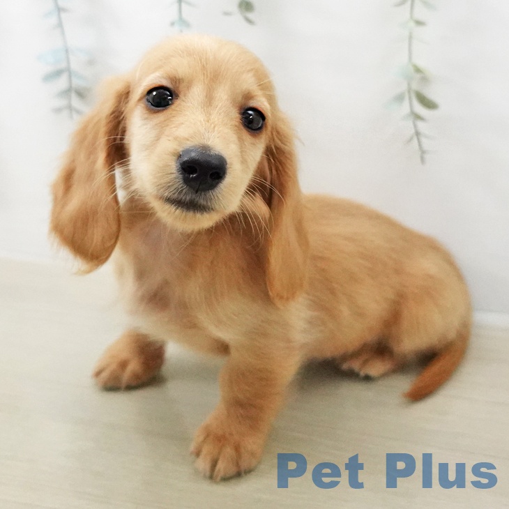 ミニチュア・ダックスフンドの写真2