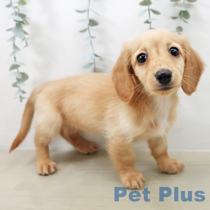 ミニチュア・ダックスフンド