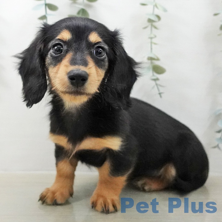 東京都のミニチュアダックスフンド(ロング) (ペットプラス 立川高島屋S.C.店/2025年12月20日生まれ/女の子/ブラックタン)の子犬の1枚目の画像