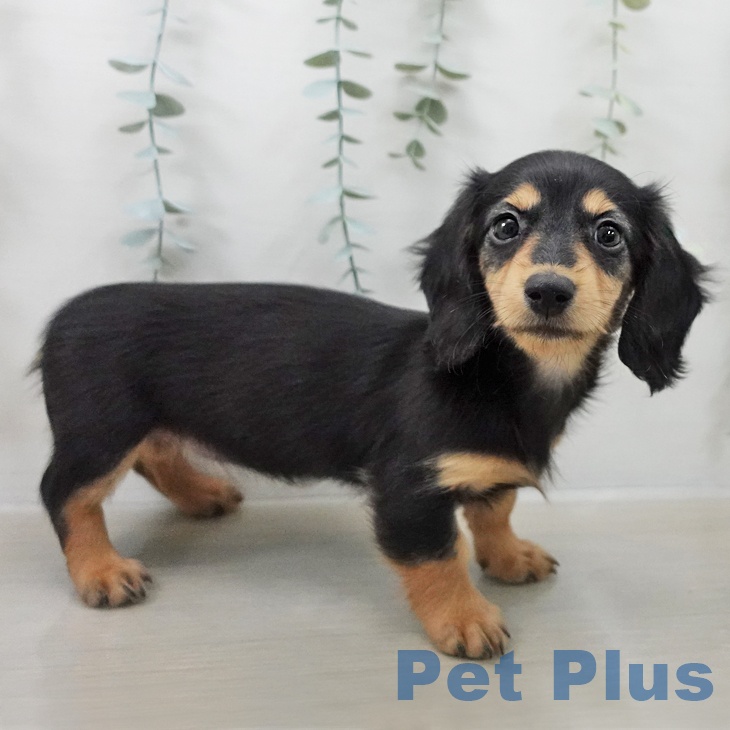 東京都のミニチュアダックスフンド(ロング) (ペットプラス 立川高島屋S.C.店/2025年12月20日生まれ/女の子/ブラックタン)の子犬の2枚目の画像