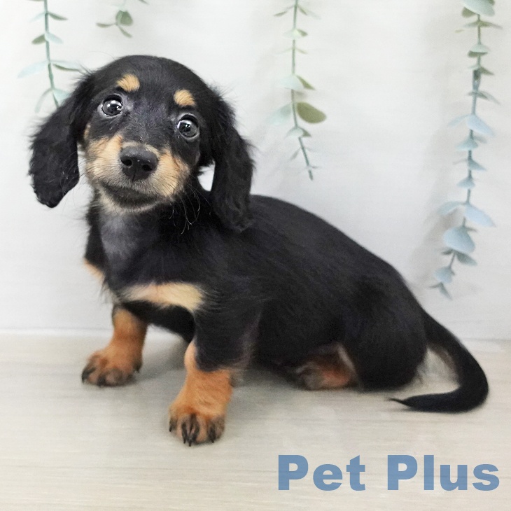 埼玉県のミニチュアダックスフンド(ロング) (ペットプラス 浦和美園店/2025年12月20日生まれ/女の子/ブラックタン)の子犬の1枚目の画像