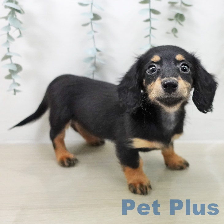 埼玉県のミニチュアダックスフンド(ロング) (ペットプラス 浦和美園店/2025年12月20日生まれ/女の子/ブラックタン)の子犬の2枚目の画像