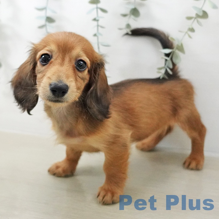 神奈川県のミニチュアダックスフンド(ロング) (ペットプラス 天王町店/2025年12月20日生まれ/女の子/レッド)の子犬