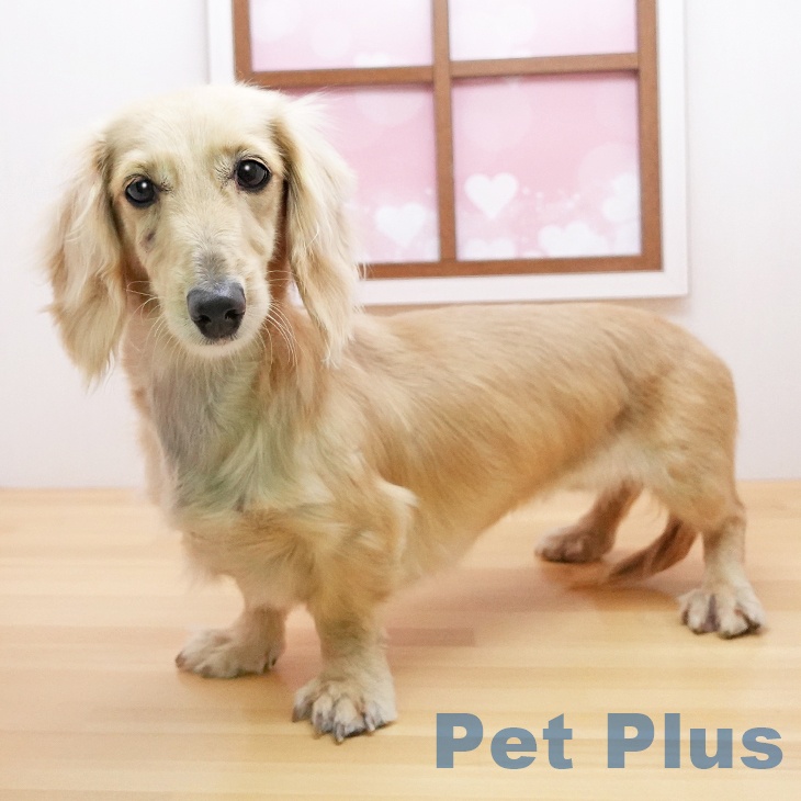 ミニチュア・ダックスフンドの詳細情報 | PetPlus パートナードッグ