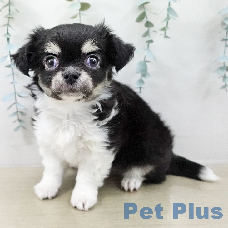 埼玉県のチワワ(ロング) (ペットプラス 所沢店/2025年12月19日生まれ/男の子/ブラックタンホワイト)の子犬の1枚目の画像