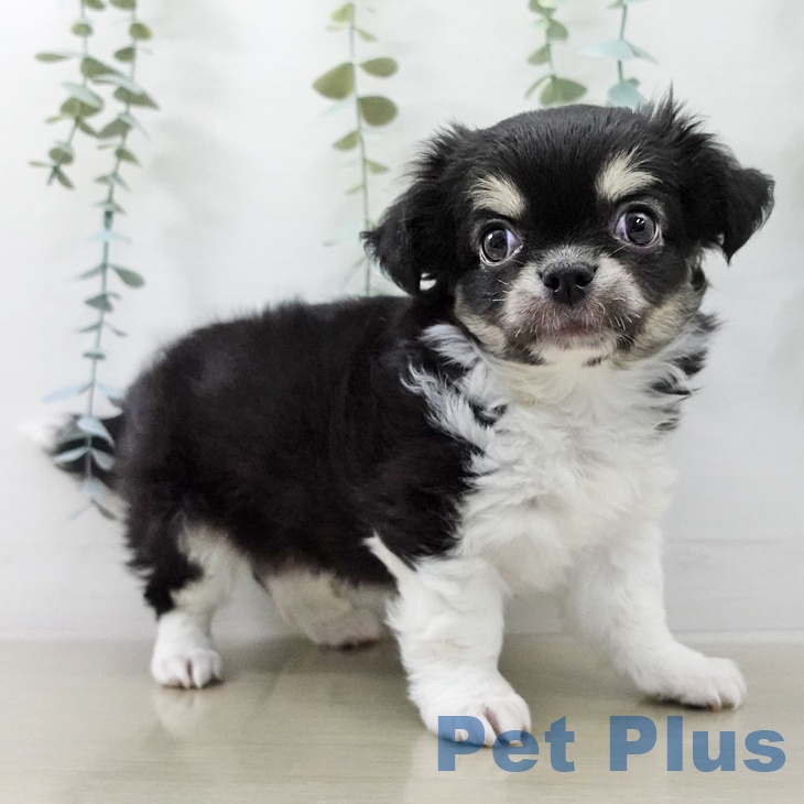 埼玉県のチワワ(ロング) (ペットプラス 所沢店/2025年12月19日生まれ/男の子/ブラックタンホワイト)の子犬の2枚目の画像