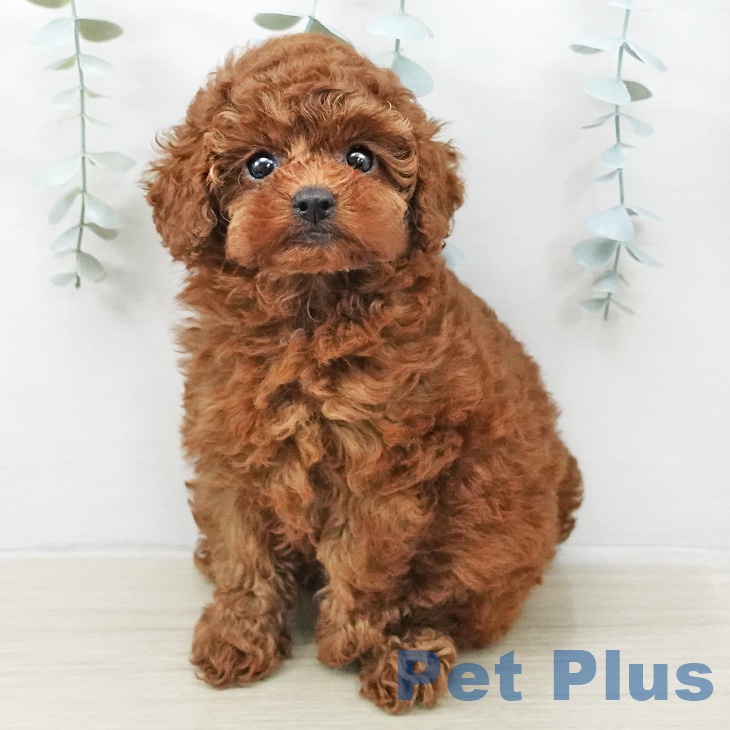 埼玉県のトイプードル(トイ) (ペットプラス 所沢店/2025年12月19日生まれ/女の子/レッド)の子犬の1枚目の画像
