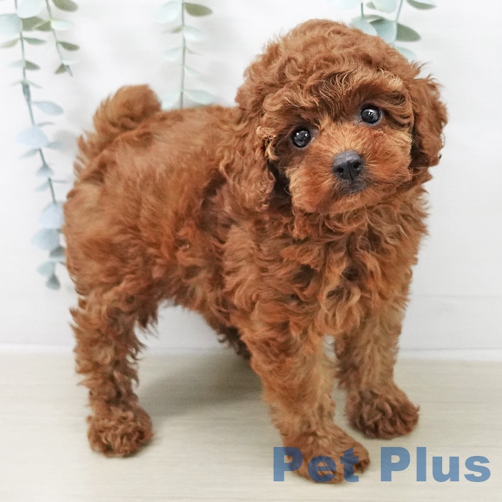 埼玉県のトイプードル(トイ) (ペットプラス 所沢店/2025年12月19日生まれ/女の子/レッド)の子犬の2枚目の画像