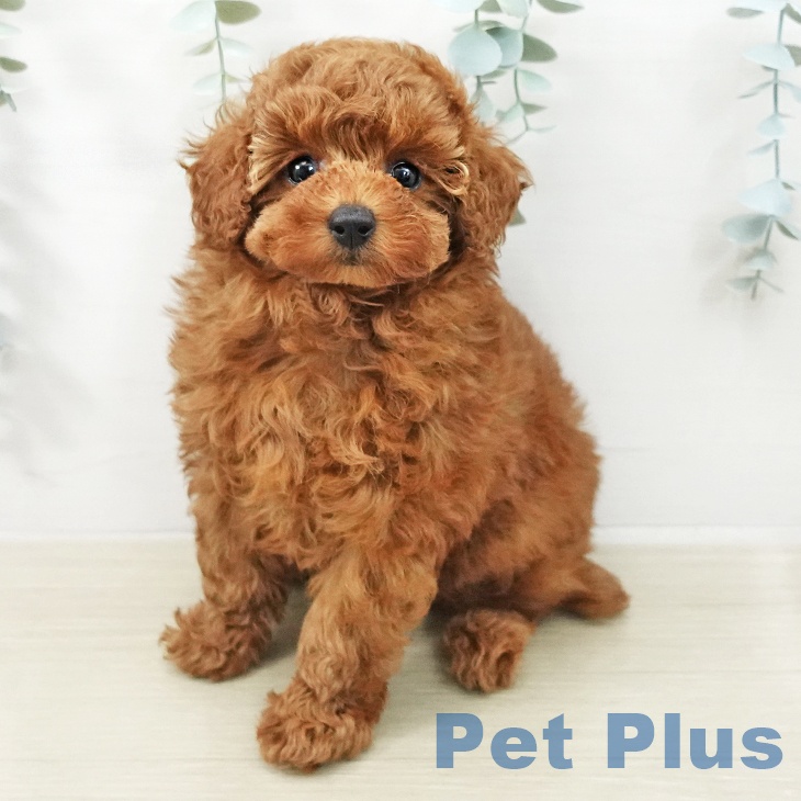 埼玉県のトイプードル(トイ) (ペットプラス クレアモール川越店/2025年12月19日生まれ/女の子/レッド)の子犬