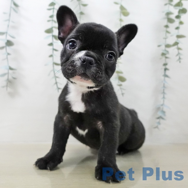 千葉県のフレンチブルドッグ (ペッツワン 千葉ニュータウン店/2025年12月19日生まれ/男の子/ブリンドルホワイト)の子犬の2枚目の画像