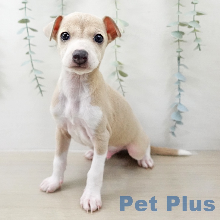 イタリアン・グレーハウンド