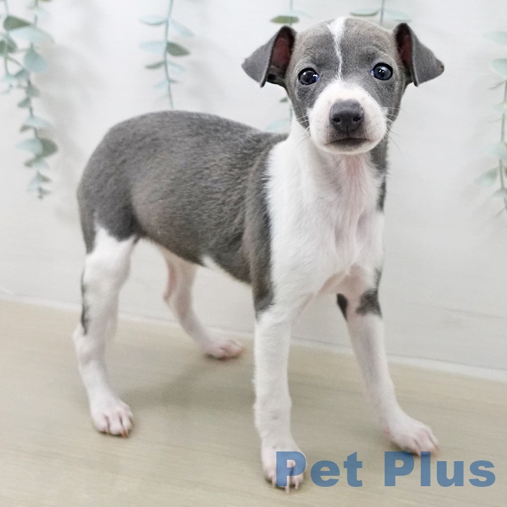 イタリアン・グレーハウンド