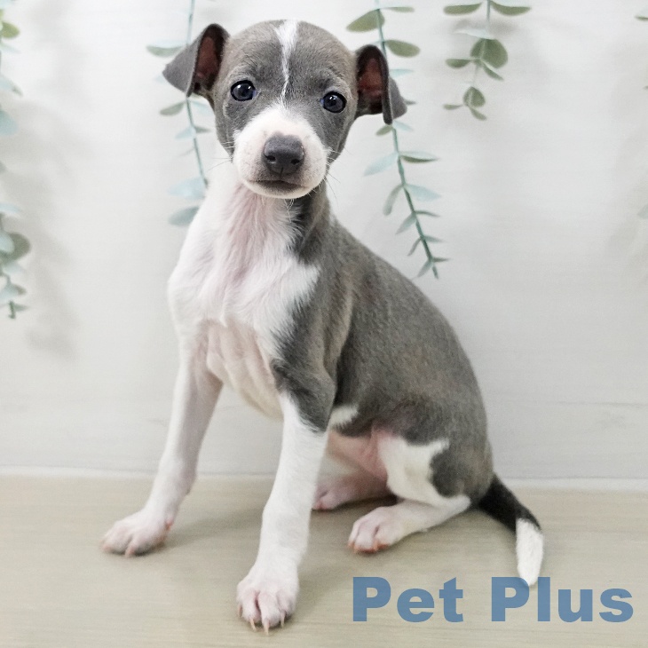 イタリアン・グレーハウンド