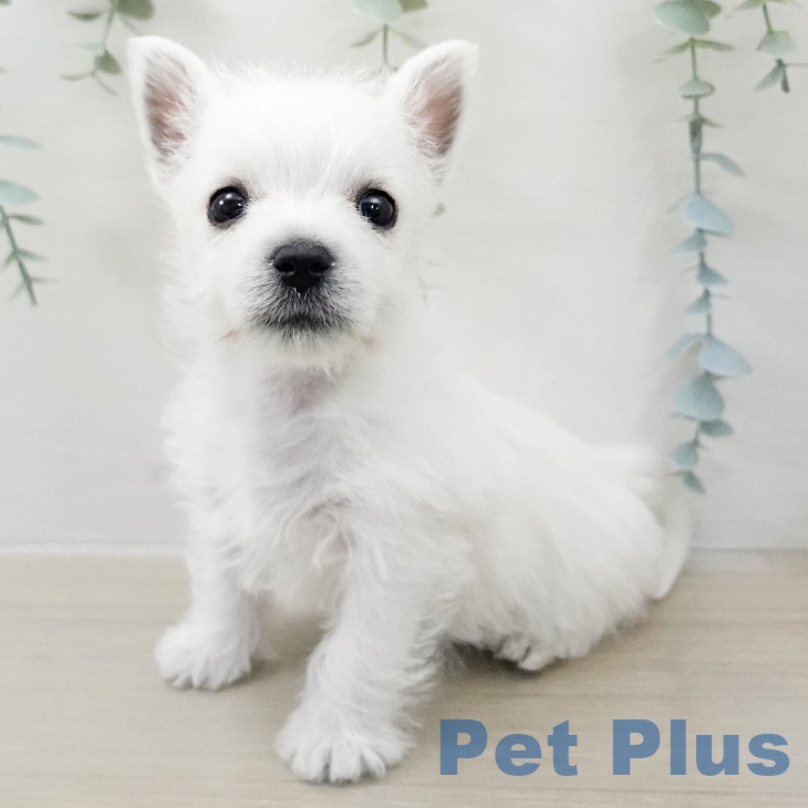 ウエスト・ハイランド・ホワイト・テリア