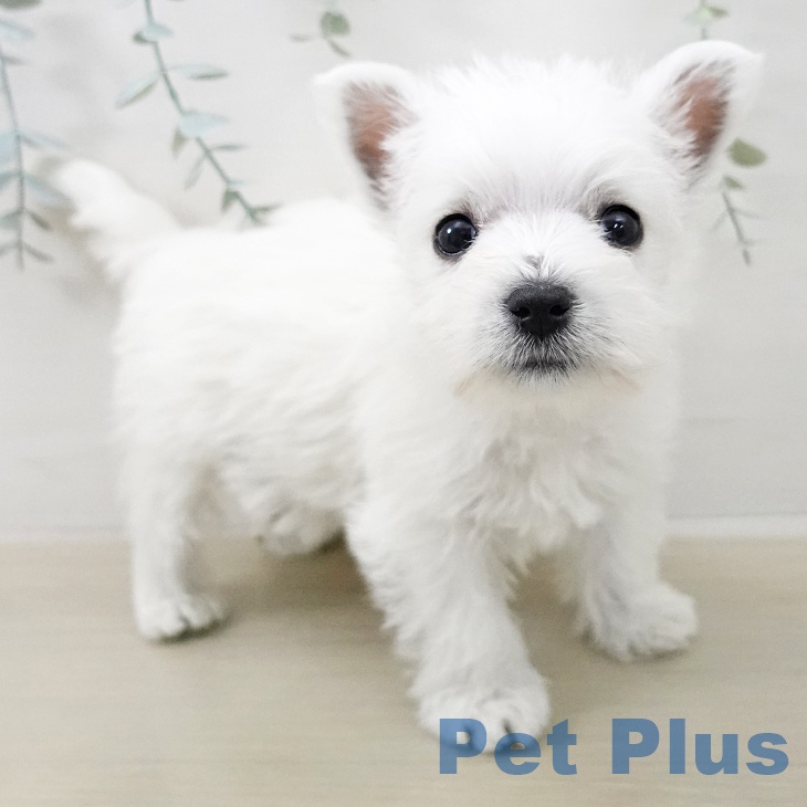 ウエスト・ハイランド・ホワイト・テリア