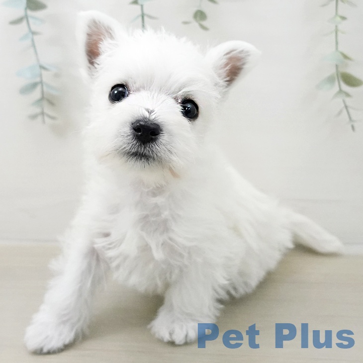 ウエスト・ハイランド・ホワイト・テリアの写真2