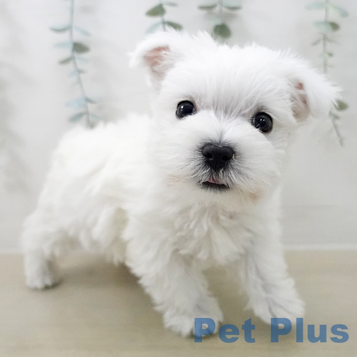 ウエスト・ハイランド・ホワイト・テリアの写真2