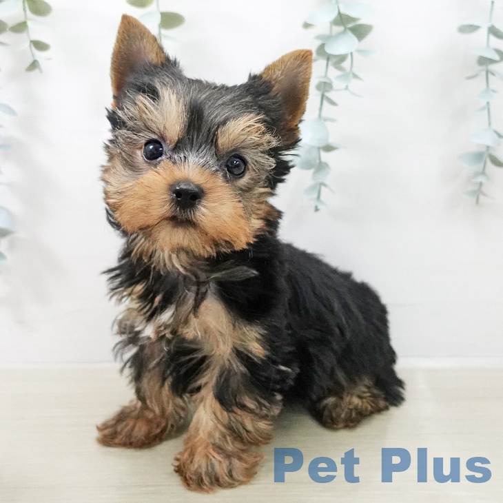 ヨークシャー・テリア