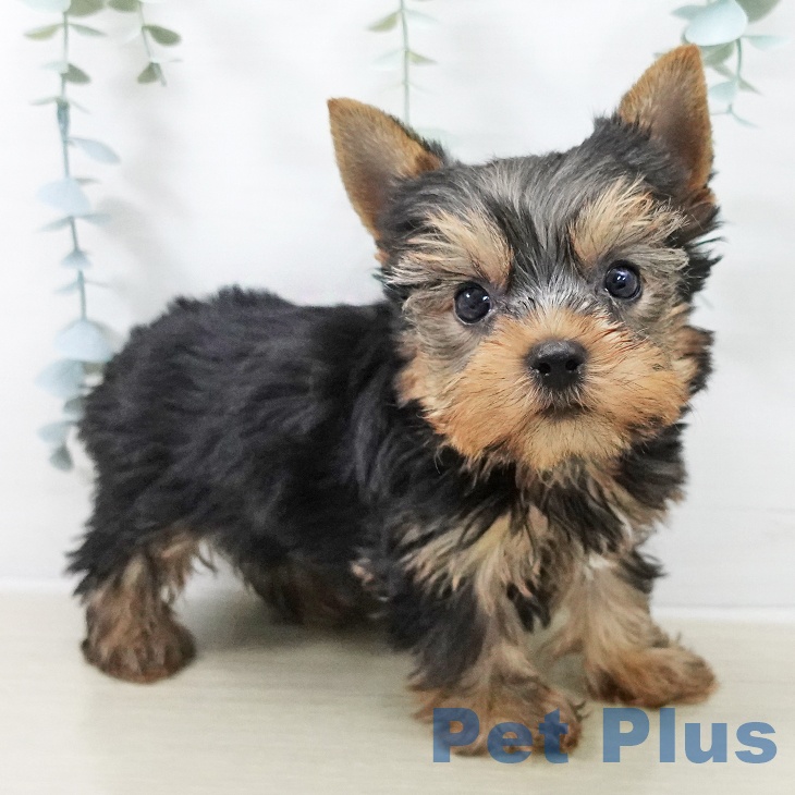 ヨークシャー・テリア