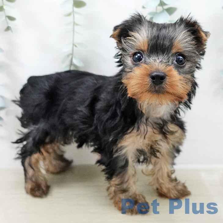 ヨークシャー・テリア