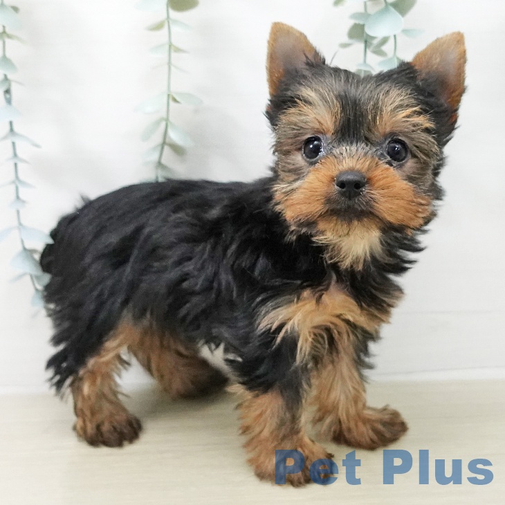 ヨークシャー・テリア